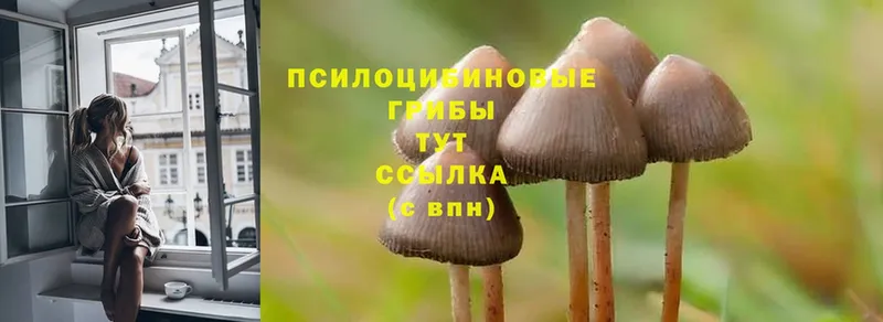 наркошоп  Богородск  Псилоцибиновые грибы Psilocybine cubensis 